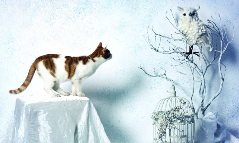 Whispers In The Night: Dreams About Owls And Cats