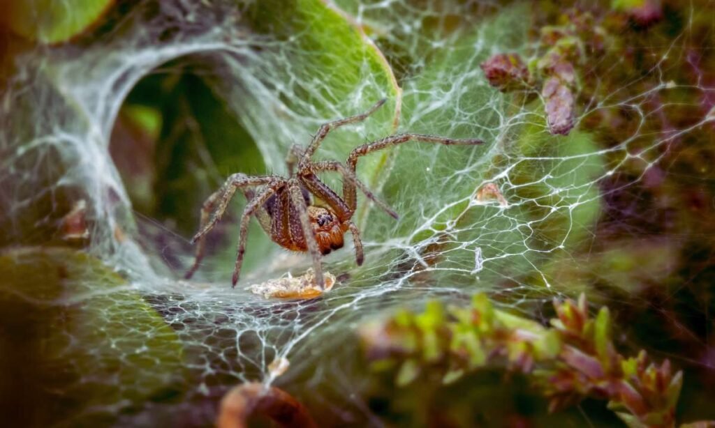 Dreams About Spiders Multiplying