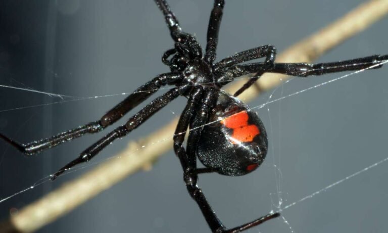 Decoding Dream About A Black Widow