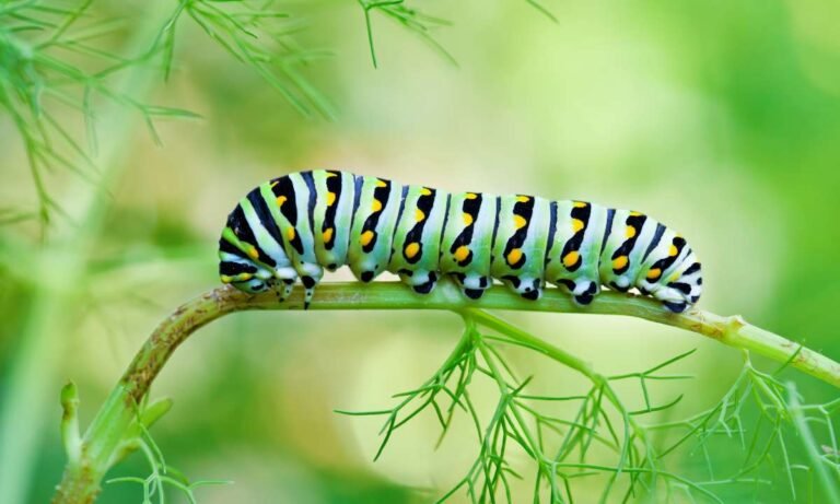 Dream About A Caterpillar