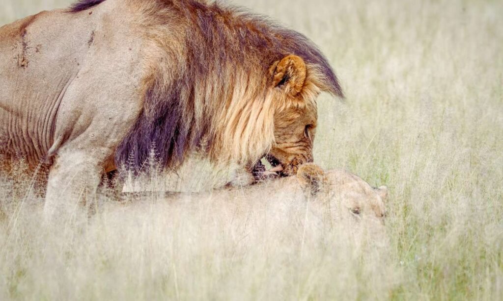 dream about lion biting hand