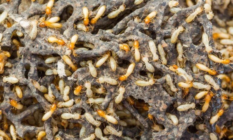 Don’t Worry About Creepy Crawlers: Dream About Termites