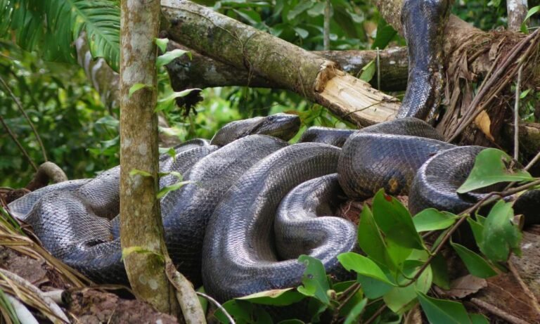 Dreaming About Anacondas: What Do They Mean?