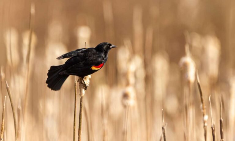 Understanding Dreams About Black Birds