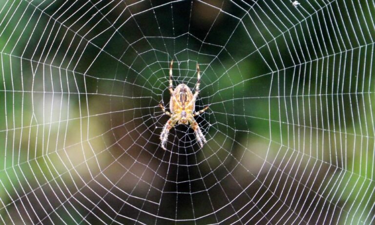 When the Web Widens: Dreams About Spiders Multiplying