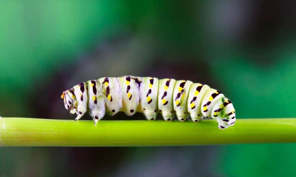 dream about a caterpillar