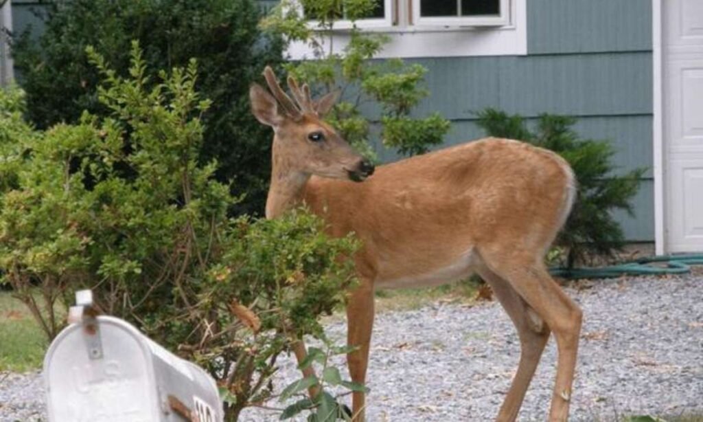 dream about deer in house