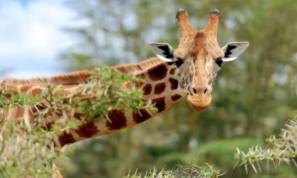 dream about giraffe