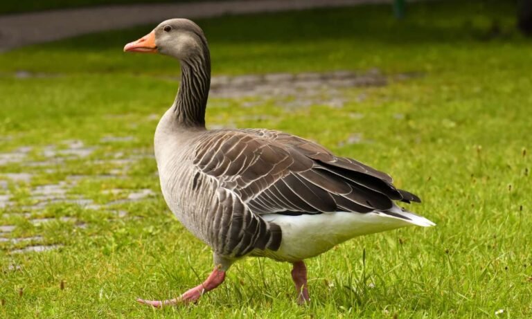 dream about goose: What Do They Mean?