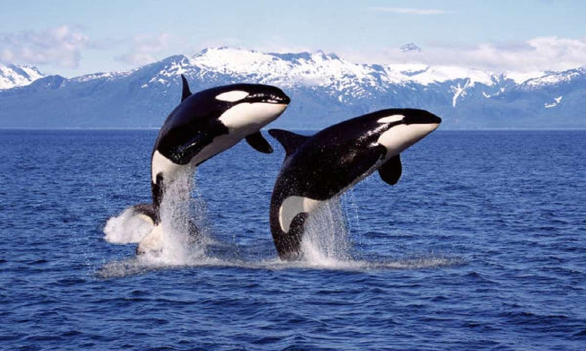 Dreaming About Orcas: Positive Signs Of Strength And Connection