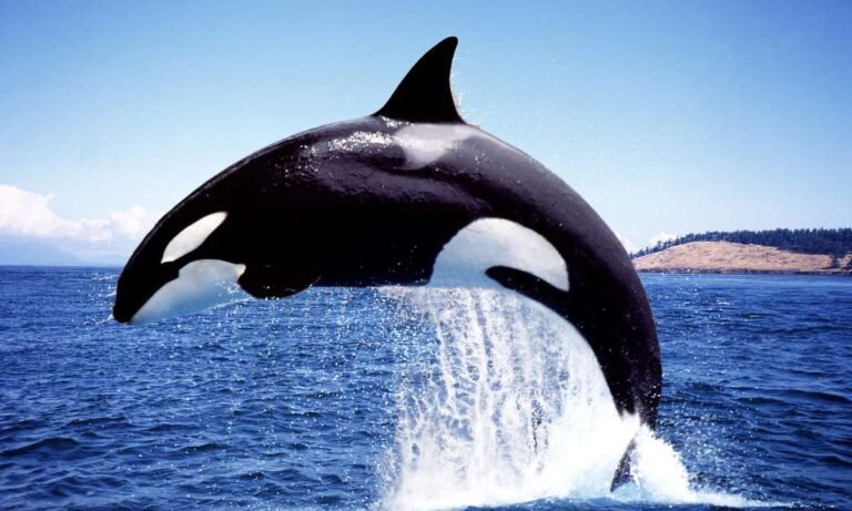 Dreaming About Orcas: A Dive into Symbolism