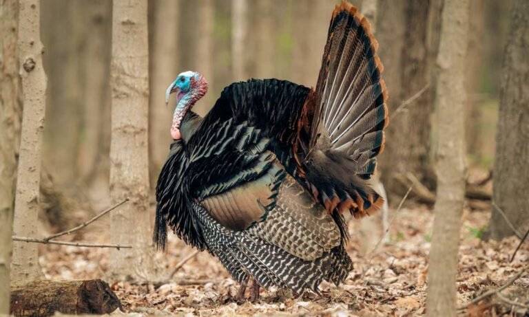 Dreaming About Turkeys: What Do they Mean to you?