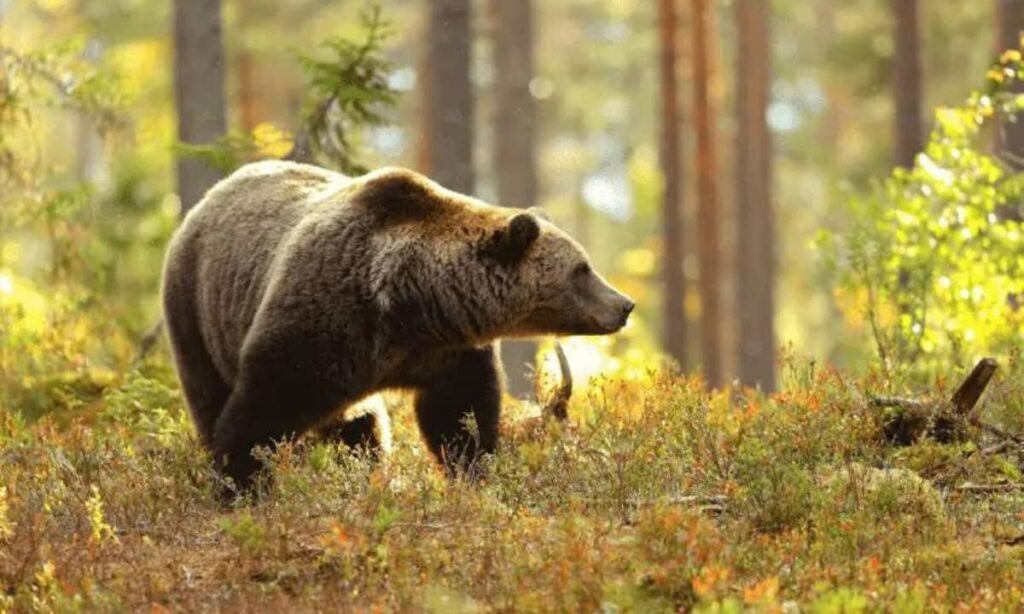 dreams about bears trying to get in house