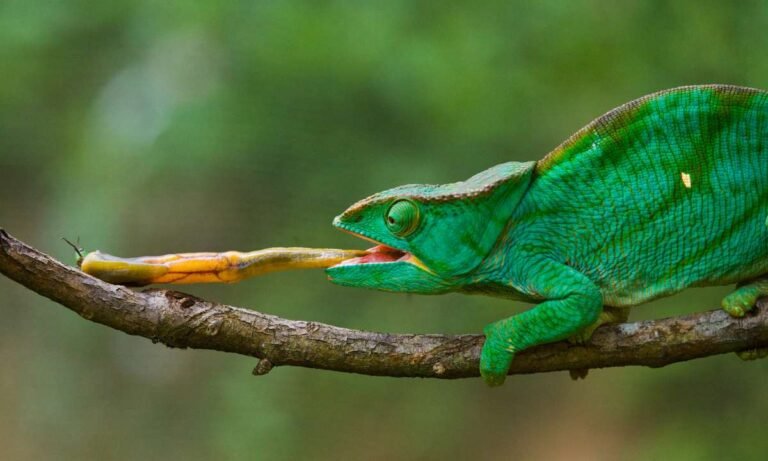 Decoding the Colorful Messages: Dreams About Chameleons